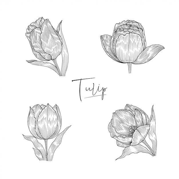 Illustration Botanique De Tulipe