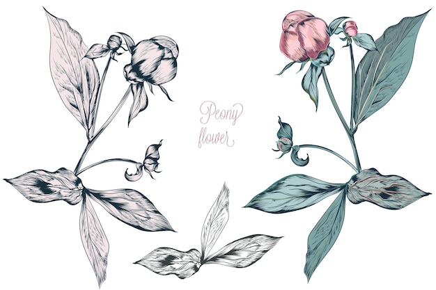 Illustration botanique vectorielle vintage avec bouton floral de pivoine