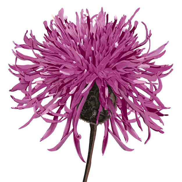 illustration de bourgeon de fleur de maïs aquarelle isolée sur fond blanc cramoisi