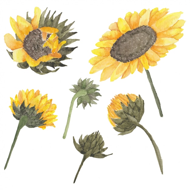 Illustration De Bourgeon De Tournesol Dans Un Style Aquarelle