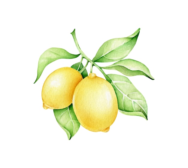 Illustration de branche de citron