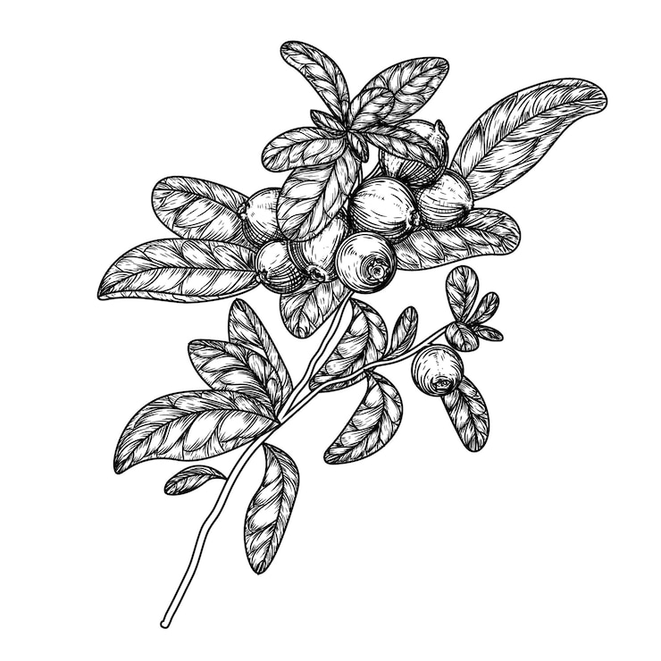Vecteur illustration d'une branche de lingonberry dans le style de gravure