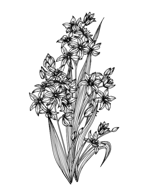 illustration d'une branche de Scilla dans le style de gravure