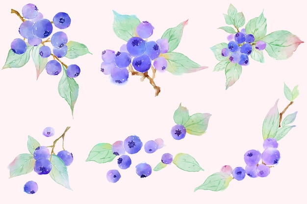 Illustration De Branches De Bleuets Aquarelle