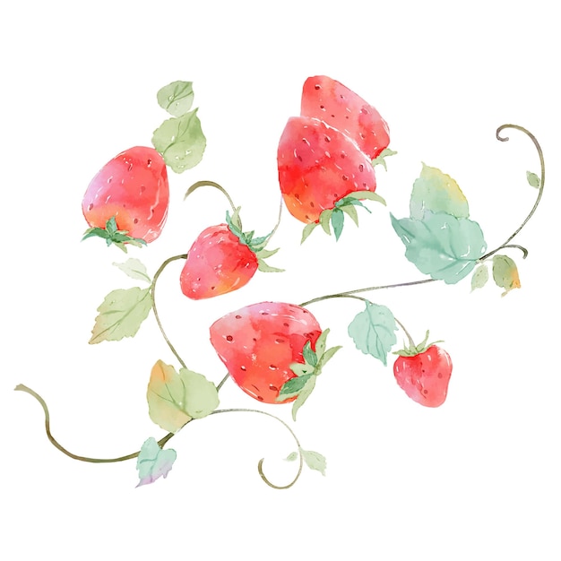 Illustration de branches de fraises aquarelle