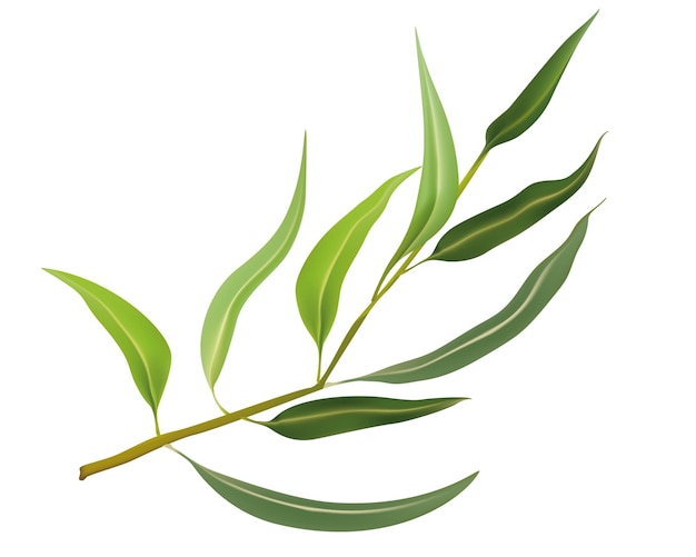 Illustration brindille de feuilles d'eucalyptus isolées Branche de feuilles d'eucalyptus naturellesAromathérapie