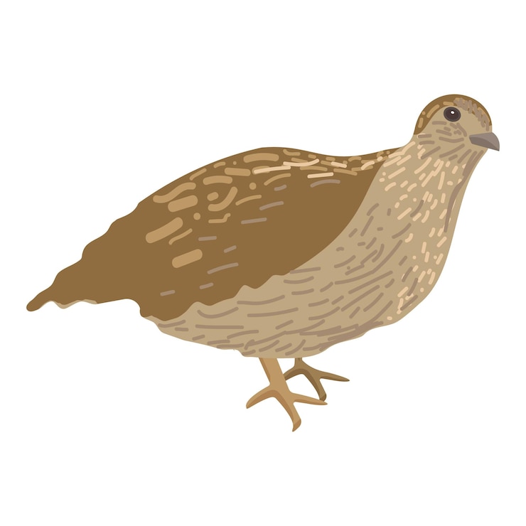 Vecteur illustration d'une caille brune