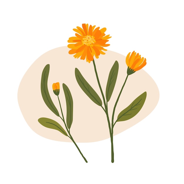 Vecteur illustration de calendula fleur orange dessinée à la main