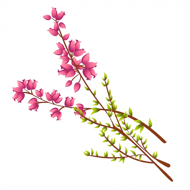 Vecteur illustration de calluna vulgaris ou heather illustration