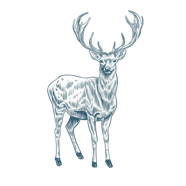 Vecteur illustration de cerf complet dans le vieux style de gravure