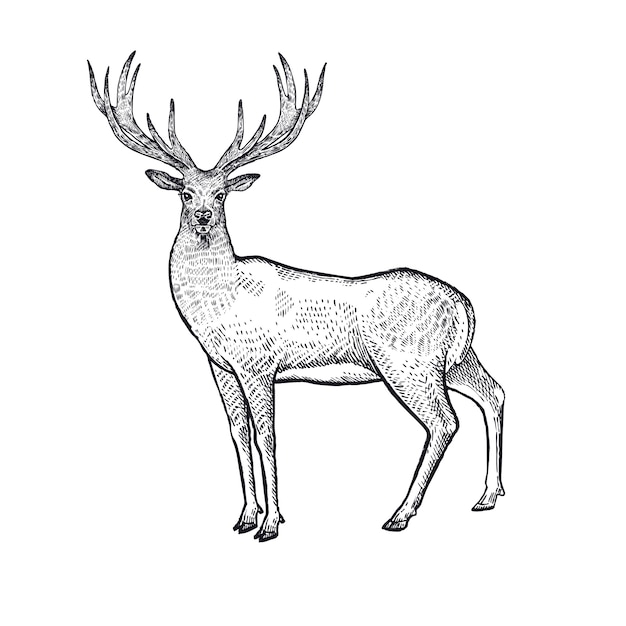 Illustration De Cerfs D'animaux De Forêt.