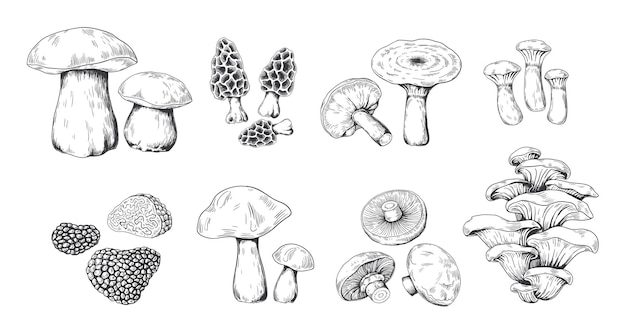 Illustration de champignons dessinés à la main