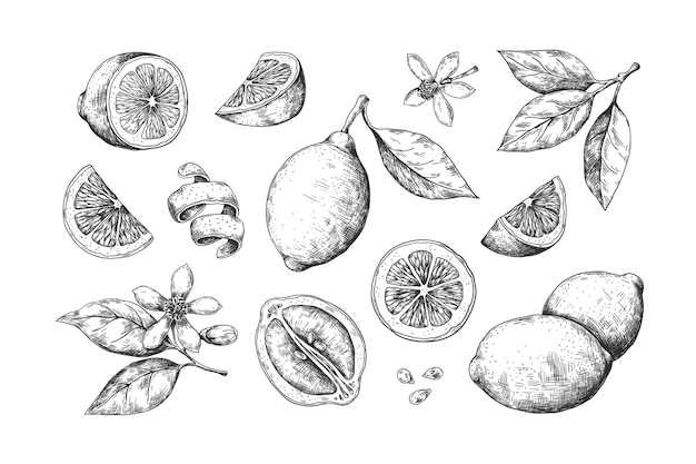 Vecteur illustration de citron dessiné à la main