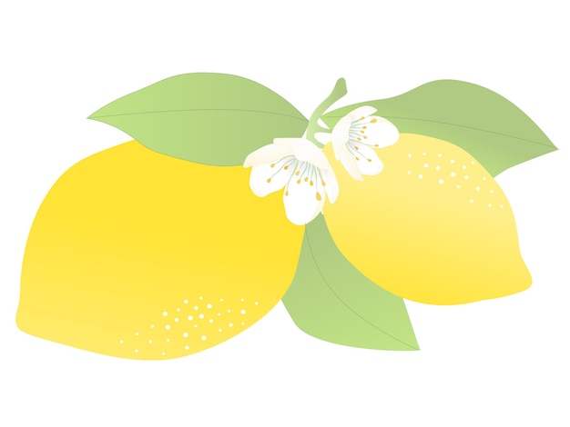 Illustration de citron jaune pour le vecteur