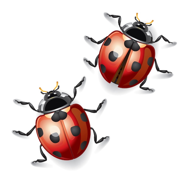 Illustration de coccinelles