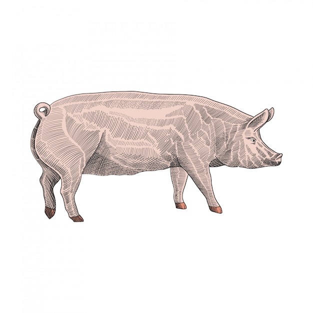 Illustration De Cochon, Style Graphique Dessiné à La Main, Croquis De Gravure Colorée Dessin Illustration