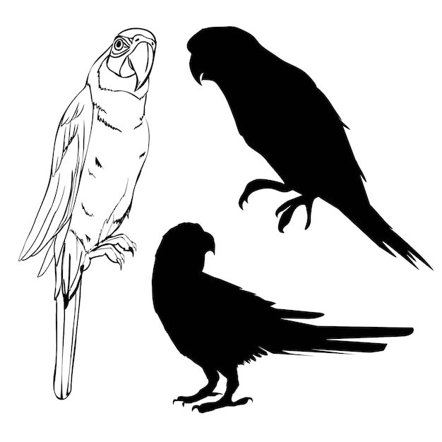 illustration avec collection de silhouettes de perroquet isolée