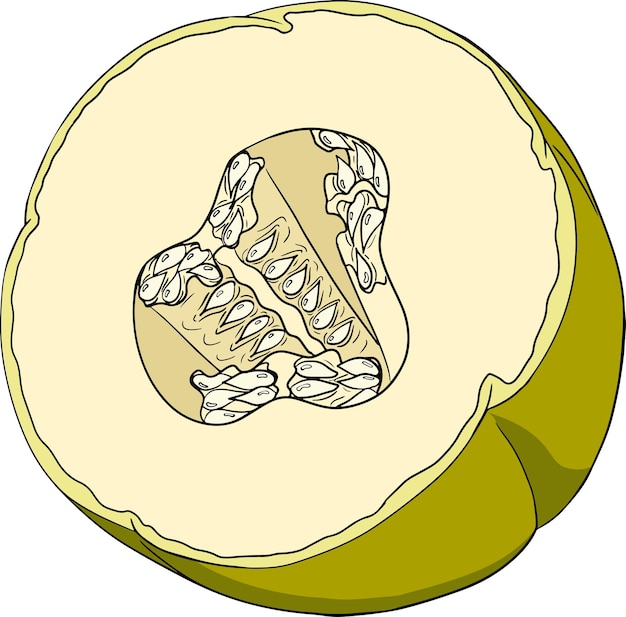 Illustration Colorée Dessinée à La Main Du Melon Illustration Vectorielle De Nourriture Botanique