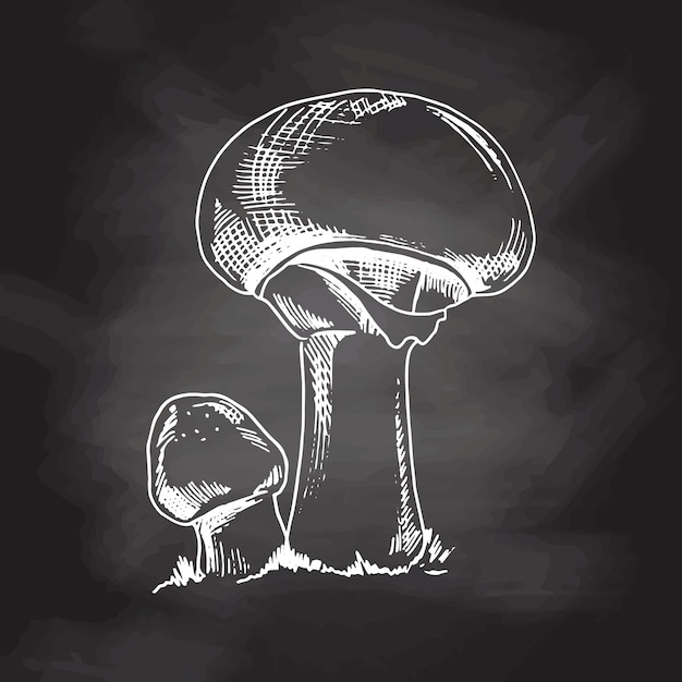 Illustration de contour des champignons forestiers, croquis blanc isolé sur tableau noir