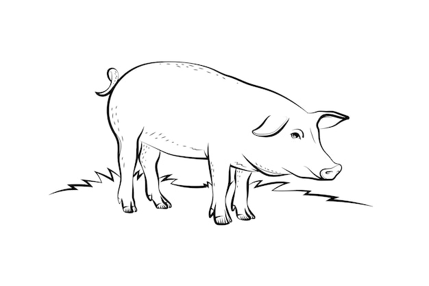 Vecteur illustration de contour de cochon dessiné à la main