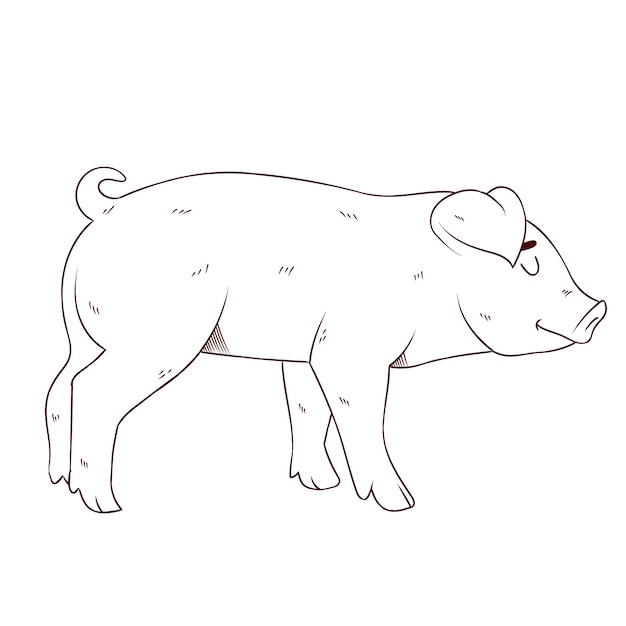 Vecteur illustration de contour de cochon dessiné à la main