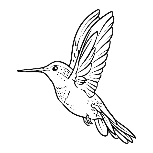 Illustration de contour de colibri dessiné à la main