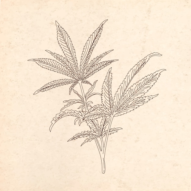 Vecteur illustration de contour de feuille de marijuana dessinée à la main