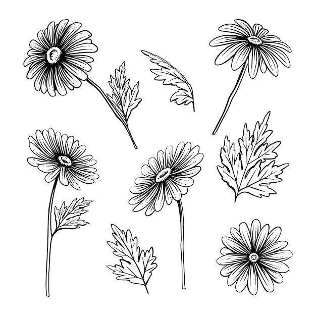 Illustration de contour marguerite dessiné à la main