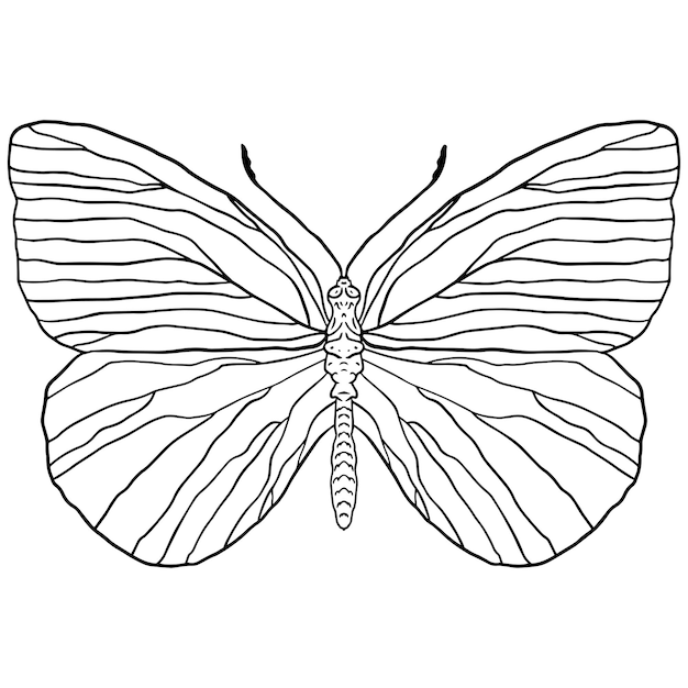 Illustration De Contour Noir Et Blanc D'un Papillon Sur Fond Blanc