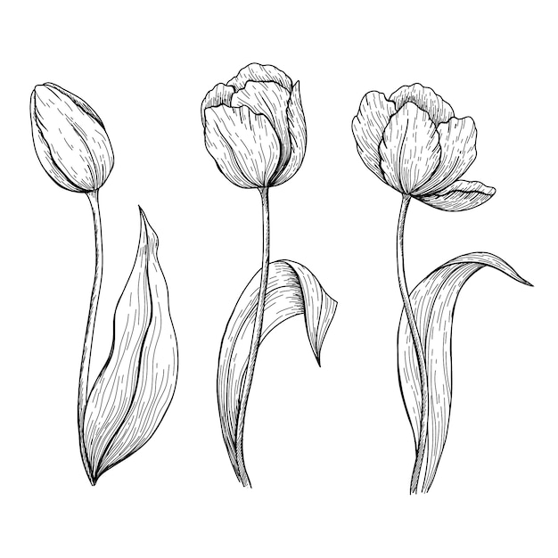 Vecteur illustration de contour de tulipe dessiné à la main