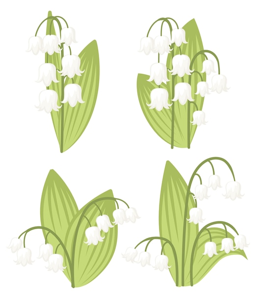 Illustration De Convallaria Majalis