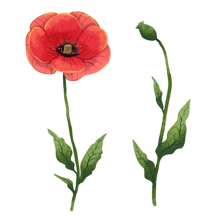 Vecteur illustration d'un coquelicot rouge en fleurs et d'un coquelicot non ouvert