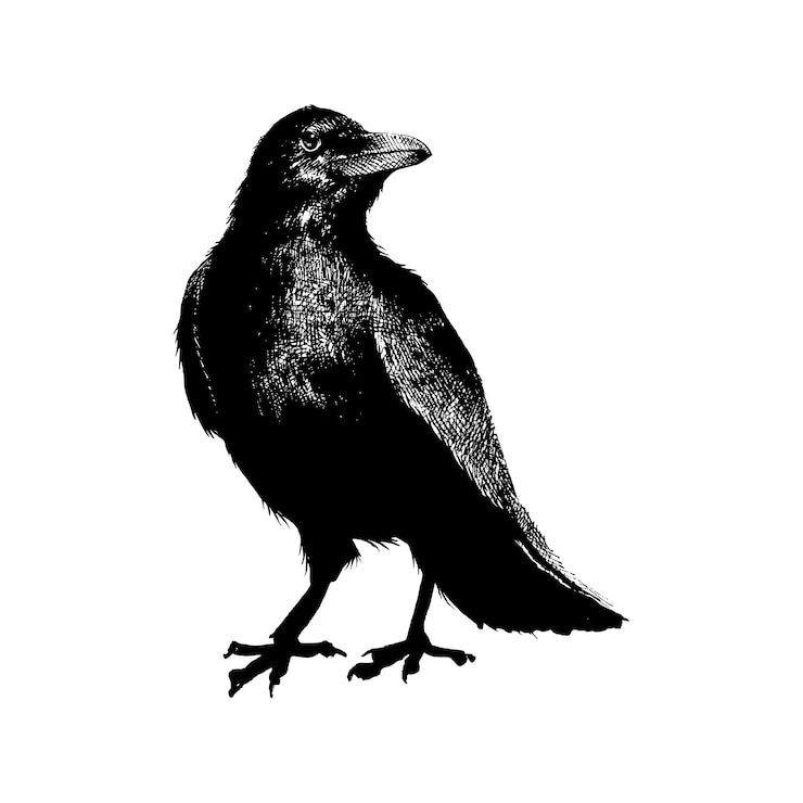 Vecteur illustration d'un corbeau