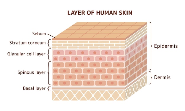 Vecteur illustration de couche de peau humaine