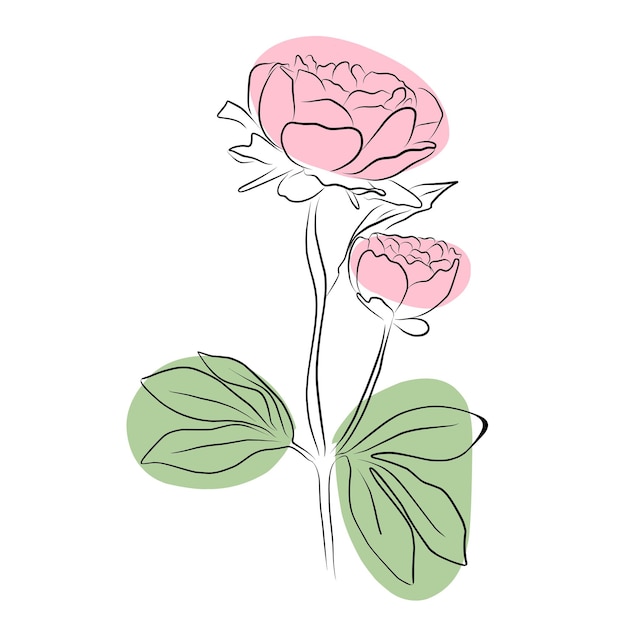 Illustration Couleur Avec Une Fleur De Pivoine Isolée Sur Fond Blanc Illustration Vectorielle