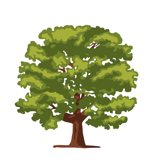 illustration en couleur d'un grand chêne à feuilles caduques