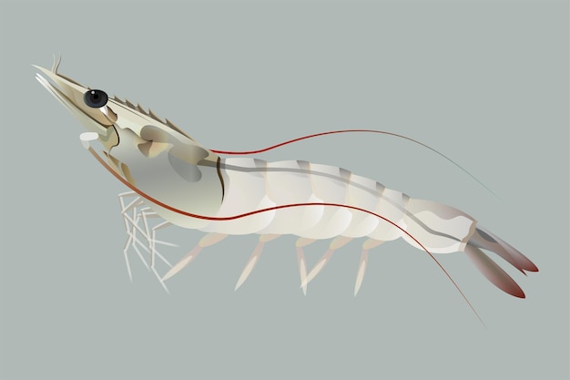 Vecteur illustration de crevettes isolées