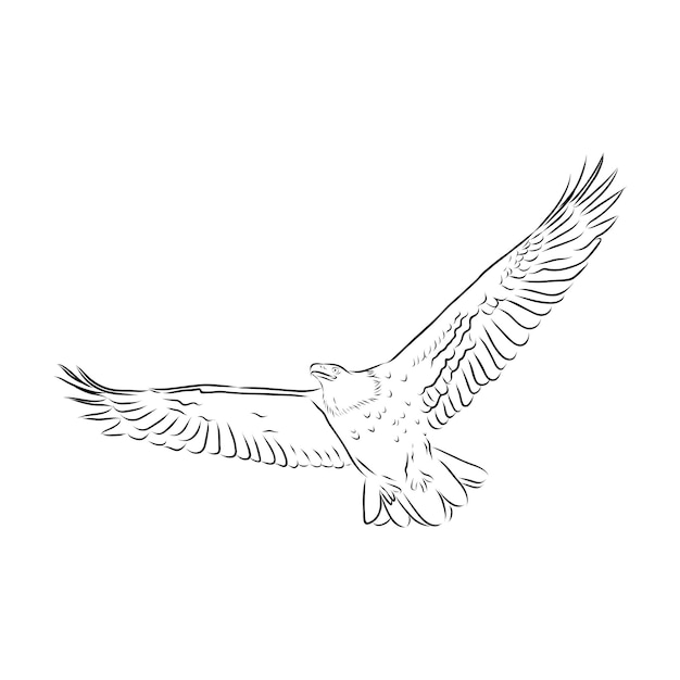 Vecteur illustration de croquis d'un aigle en plein essor