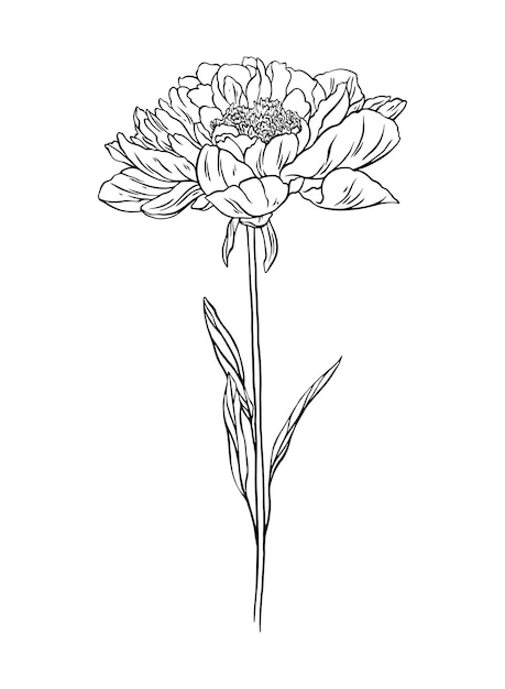 Illustration De Croquis D'art De Ligne De Belle Fleur De Pivoine