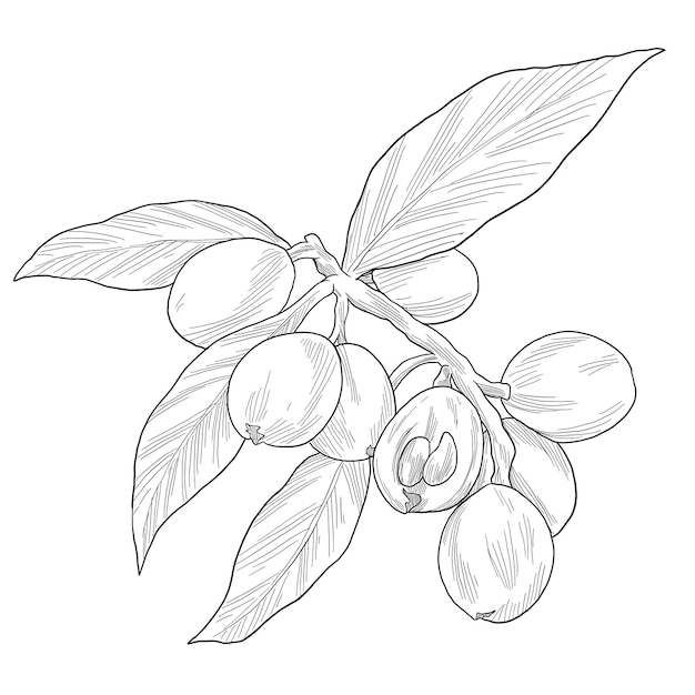 Illustration de croquis botanique du fruit du loquat