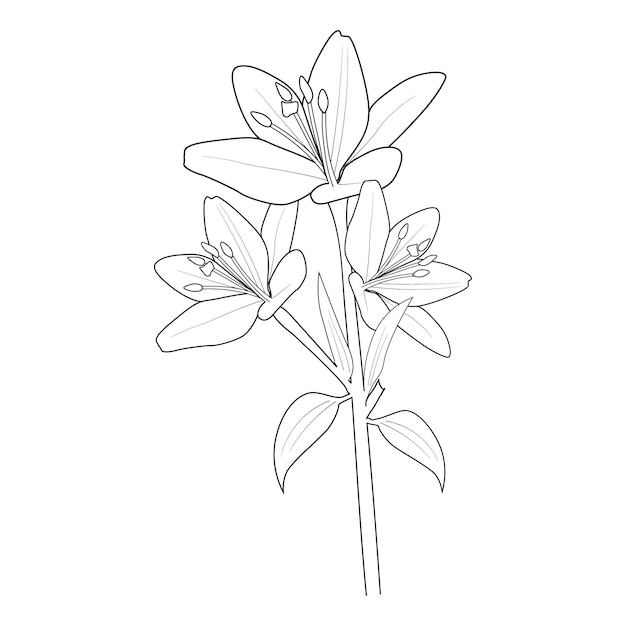 Illustration Croquis Contour Bouquet De Belles Fleurs De Lys