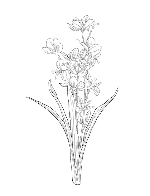 illustration de croquis floral de la fleur de jonquille