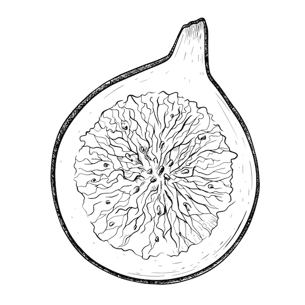 Vecteur illustration de croquis isolé de vecteur de moitié de figue de fruits frais