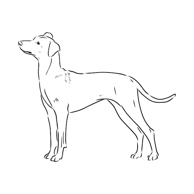 Vecteur illustration de croquis de vecteur de pinscher autrichien