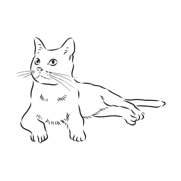 Illustration de croquis de vecteur réaliste de chat domestique le signe du chat