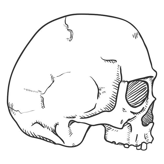 Vecteur illustration de croquis vectoriel crâne humain sans mâchoire inférieure vue latérale