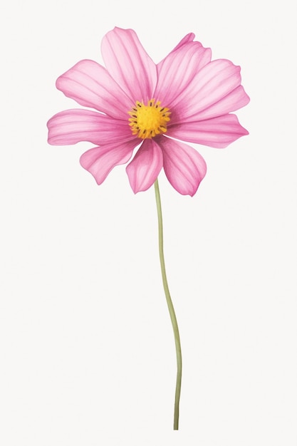 Illustration délicate de fleurs roses