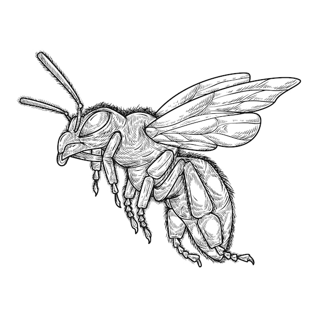 Illustration De Dessin D'abeille Dessiné à La Main