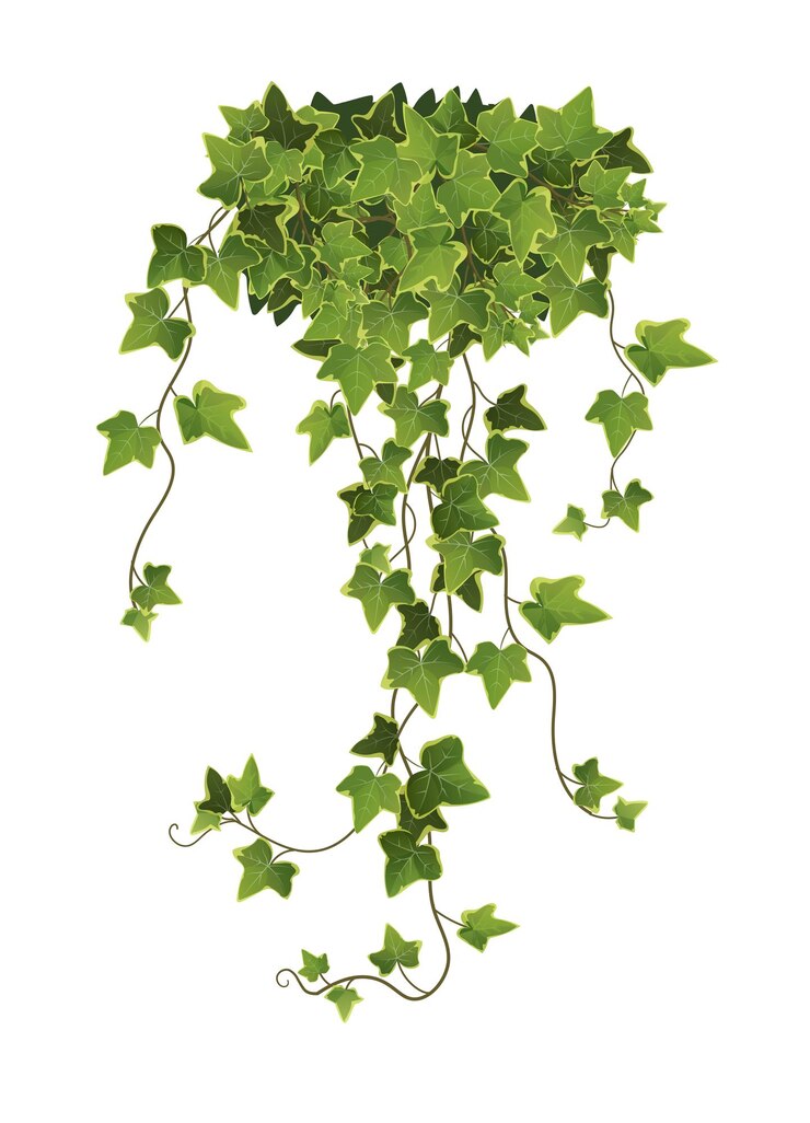 Illustration de dessin animé de branche de plante de lierre. Treille.