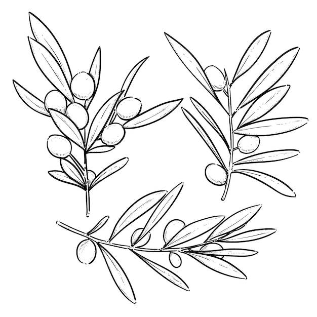 Vecteur illustration de dessin de branche d'olivier dessinée à la main